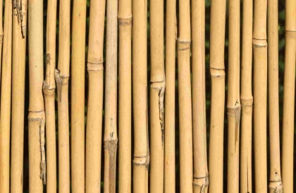 Bamboo building